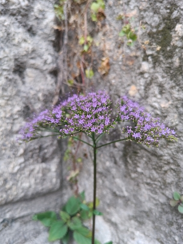 Throatwort