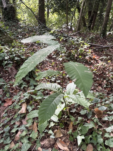 Sweet Chestnut