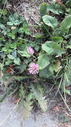 Red Clover