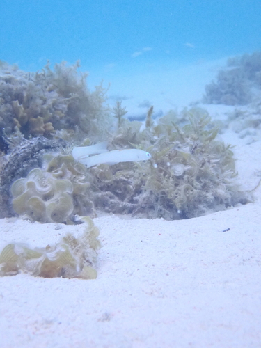 Ptereleotris microlepis observed 2026-09-22