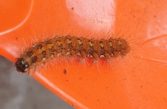 Euplagia quadripunctaria