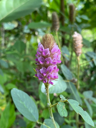 Uraria lagopodioides observed 2026-09-20