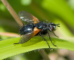 Zophomyia temula