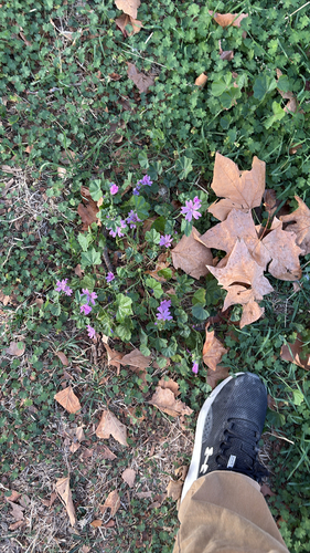 Common Mallow