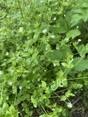 Moehringia trinervia
