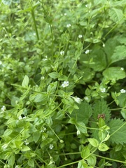 Moehringia trinervia