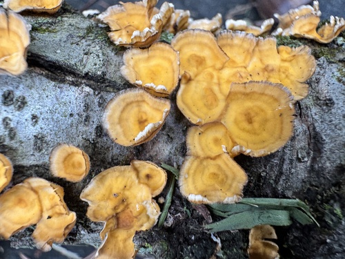 crowded parchment