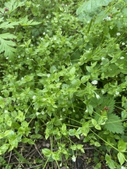 Moehringia trinervia