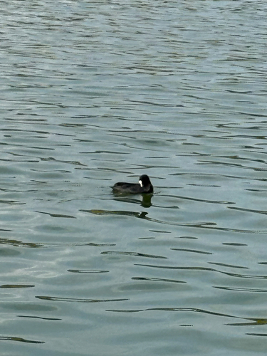 Eurasian Coot