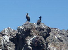 Phalacrocorax neglectus