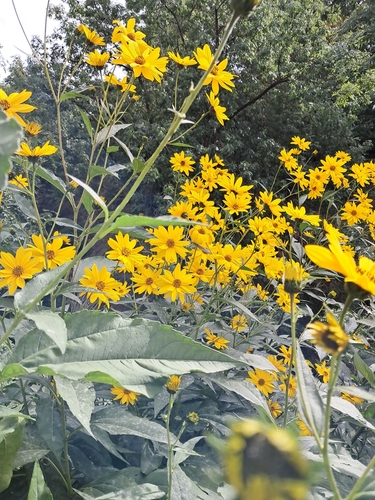 Jerusalem artichoke