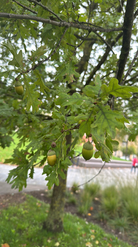 English oak