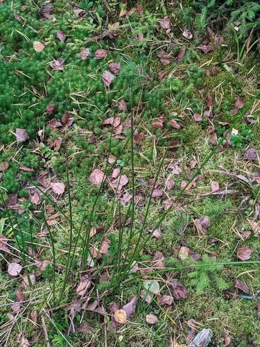 Juncus effusus