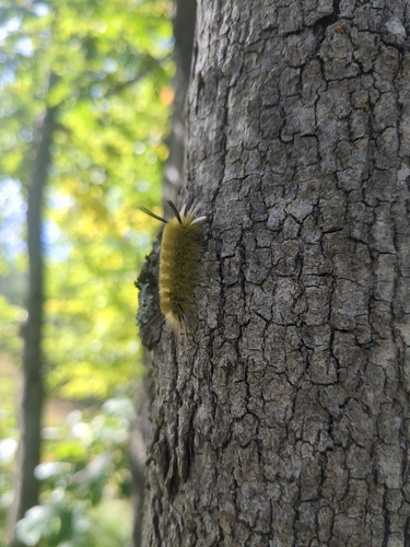 Banded Tussock Moth