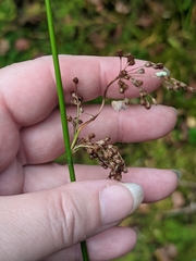 Juncus effusus, photograph (c) Марина Давлетшина, some rights reserved (CC BY)