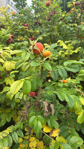 rugosa rose