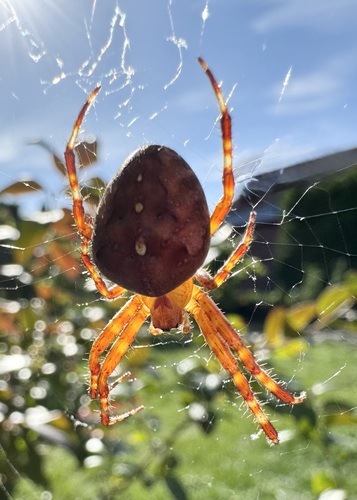 Cross Orbweaver