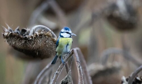 Eurasian Blue Tit