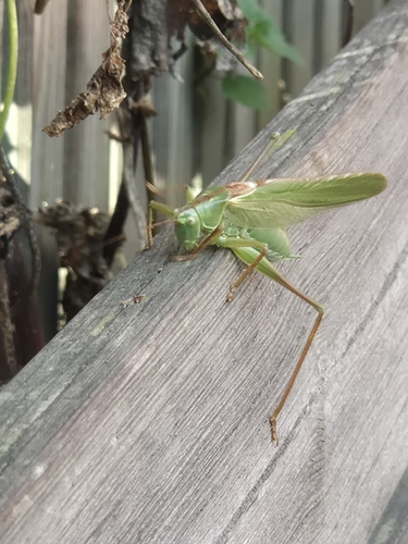 Great Green Bush-cricket