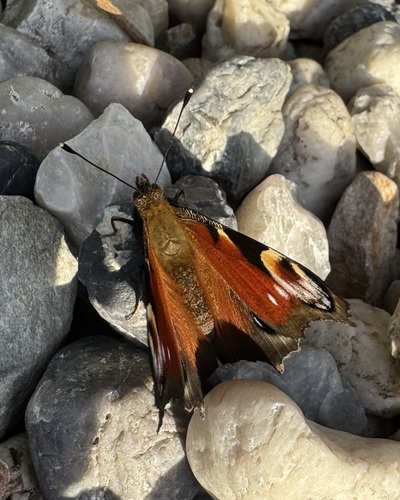 European Peacock Butterfly