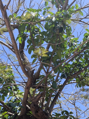 Ficus lutea observed 2026-09-26