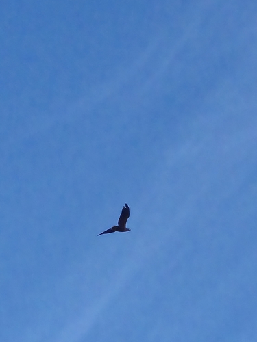 White-tailed Eagle