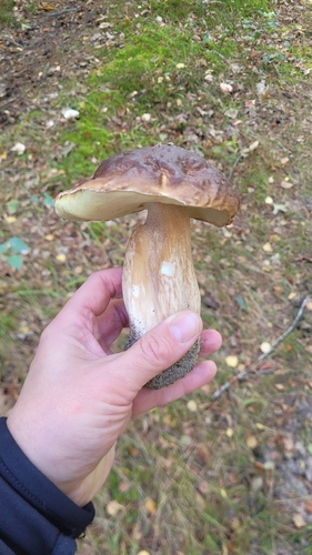 King Bolete
