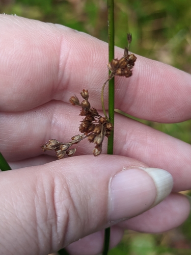 Juncus effusus, photograph 3