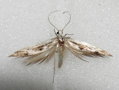 Blastodacna