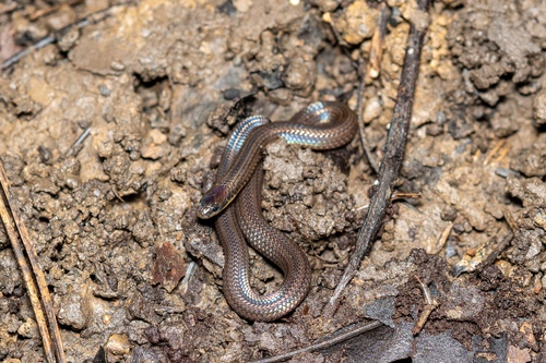 Photo of a Pfeffer's Reed Snake (Calamaria pfefferi)
