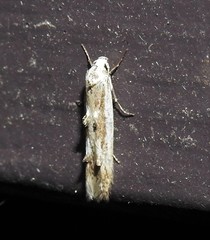 Blastodacna