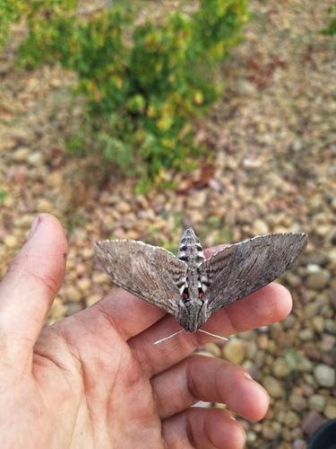 Convolvulus Hawkmoth