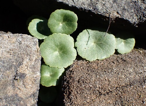 Umbilicus rupestris, photograph 3
