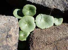 (c) kitbeard, some rights reserved (CC BY) Umbilicus rupestris, photograph (c) kitbeard, some rights reserved (CC BY)