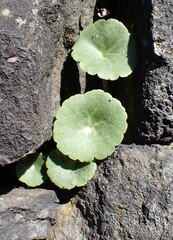 (c) kitbeard, some rights reserved (CC BY) Umbilicus rupestris, photograph (c) kitbeard, some rights reserved (CC BY)