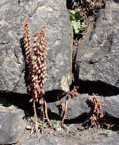 Umbilicus rupestris, photograph 2
