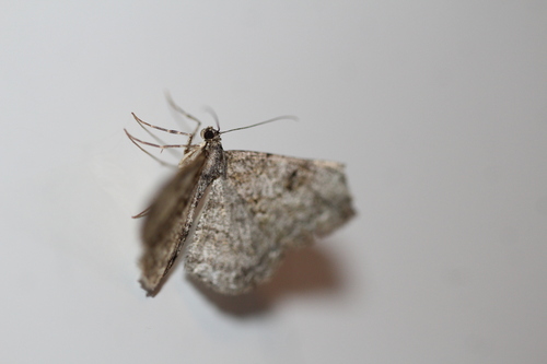 Willow Beauty