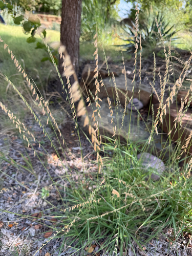 sideoats grama