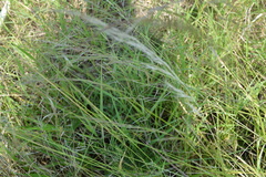 Aristida congesta barbicollis
