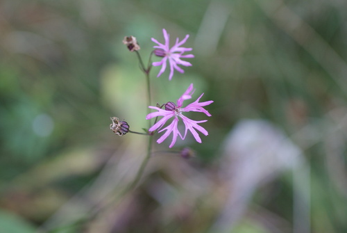 Silene flos-cuculi (Silene flos-cuculi)