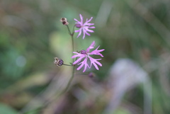 Silene flos-cuculi