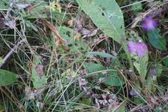 Silene flos-cuculi, photograph (c) Роман Шестеров, some rights reserved (CC BY)