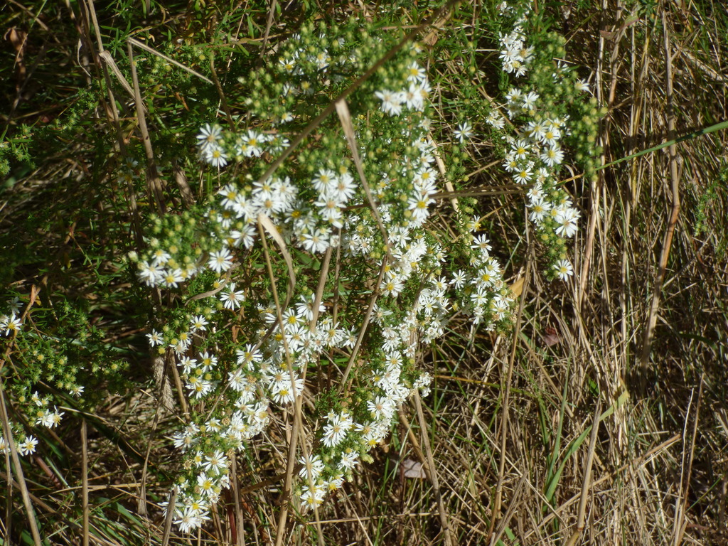 Symphyotrichum ericoides; photograph (c) Luke, some rights reserved (CC BY-SA)