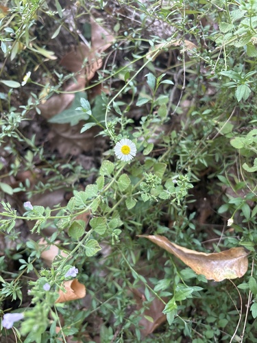Mexican Fleabane
