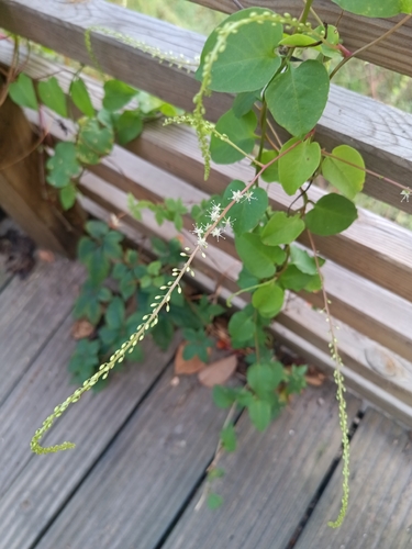 Mignonette vine