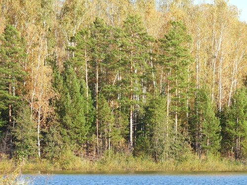 Pinus sylvestris, photograph 4