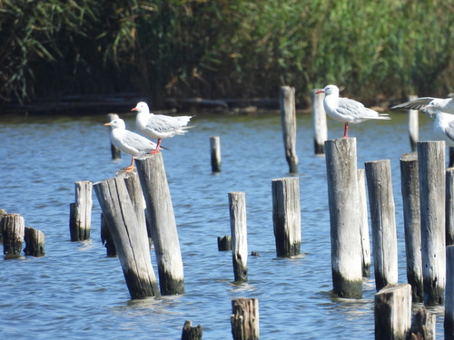 Slender-billed Gull