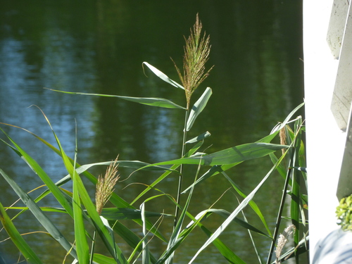 Phragmites australis, photograph 1