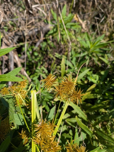 Cyperus strigosus