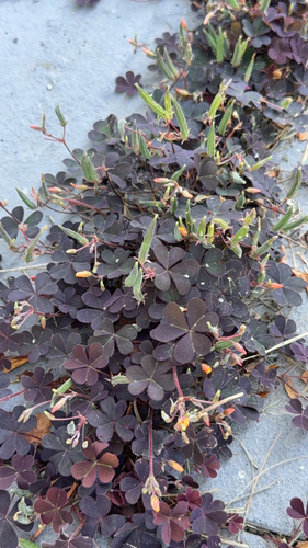 Creeping Woodsorrel